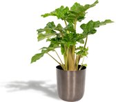 Alocasia Low Rider - Olifantsoor - 80cm hoog, ø19cm - Kamerplant in pot - Grote kamerplant - Luchtzuiverend - Vers van de kwekerij