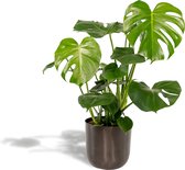 Monstera Deliciosa Met pot - Gatenplant - 80cm hoog , 21Ø - Kamerplant