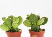 Ikhebeencactus | Opuntie Humifusa | Winterhard | 2 stuks | 10,5cm pot | Hoogte: 18 cm | Ideaal voor in de tuin