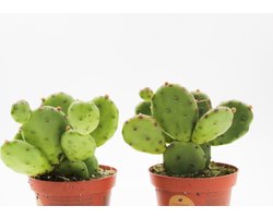 Ikhebeencactus | Opuntia Humifusa | Winterhard | 2 stuks | 10,5cm pot | Hoogte: 18 cm | Ideaal voor in de tuin | Cactus voor buiten