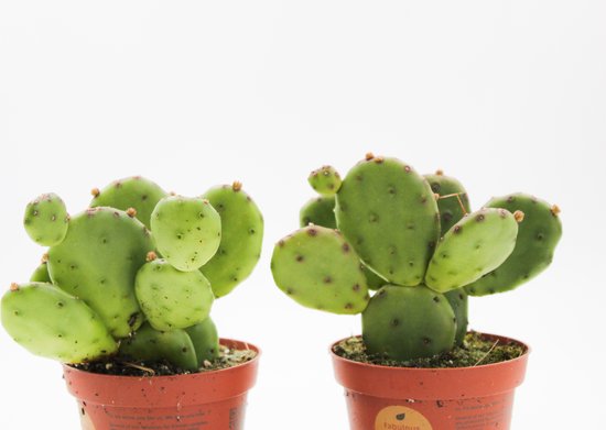 Ikhebeencactus | Cactus Opuntia Humifusa | Winterhard | 2 stuks |