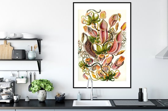 Affiche avec cadre Design - Botanique - plant carnivore - Ernst Haeckel - 80x120 cm
