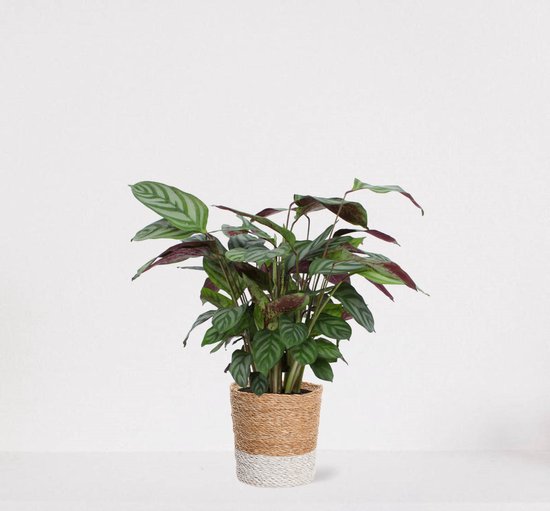Calathea Compactstar en panier décoratif Amber Wit - plante d'intérieur purificatrice d'air - plante paon - plant vivante - ↕35-45cm - Ø13 - fournie avec cache-pot - fraîchement sortie de la pépinière