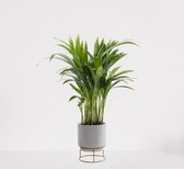 Areca in luxe sierpot Emma Grijs – luchtzuiverende kamerplant – eenvoudig te onderhouden Goudpalm - ↕35-50cm - Ø13 – geleverd met plantenpot – vers uit de kwekerij