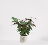 Calathea Compactstar in sierpot Manon Groen – luchtzuiverende kamerplant – pauwenplant – living plant - ↕35-45cm - Ø13 – geleverd met plantenpot – vers uit de kwekerij