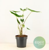Kamerplant van Botanicly – Olifantsoor – Hoogte: 60 cm – Alocasia Zebrina