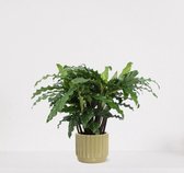 Calathea Blue Grass in luxe sierpot Liam Groen – luchtzuiverende kamerplant – pauwenplant – living plant - ↕35-45cm - Ø13 – geleverd met plantenpot – vers uit de kwekerij