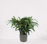 Calathea Blue Grass in luxe sierpot Liam Grijs – luchtzuiverende kamerplant – pauwenplant – living plant - ↕35-45cm - Ø13 – geleverd met plantenpot – vers uit de kwekerij