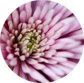 Muurcirkel 30 cm | Dibond | Roze bloem