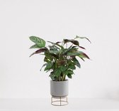 Calathea Compactstar in luxe sierpot Emma Grijs – luchtzuiverende kamerplant – pauwenplant – living plant - ↕35-45cm - Ø13 – geleverd met plantenpot – vers uit de kwekerij