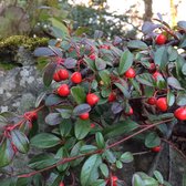 Tip: 10 Stuks Onderhoudsarme Cotoneaster dammeri De Dwergmispel Alba Wintergroen Winterhard Bodembedekkender Heester Struik Rozenfamilie