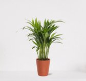 Areca in sierpot Babe Terra – luchtzuiverende kamerplant – eenvoudig te onderhouden Goudpalm - ↕35-50cm - Ø13 – geleverd met plantenpot – vers uit de kwekerij