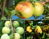 Fruitbomen - Inmaak - 3 stuks | Omtrek: 6-10 cm | Halfstam