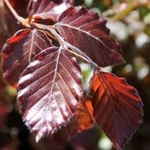 Rode Beuk - Fagus sylvatica Atropunicea | Omtrek: 6-10 cm | Hoogte: 250 cm