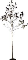 Amberboom - Liquidambar styraciflua | Omtrek: 18-25 cm | Hoogte: 400 cm