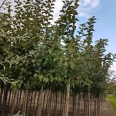 Sierappel - Malus evereste | Omtrek: 6-10 cm | Hoogte: 250 cm