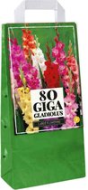 Gladiolen Bloembollen Mix - 80 Stuks - Gladiolen Gemengd Voor De Tuin - Zomerbloeiers - 100 cm. Hoog - Garden Select