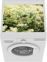 Wasmachine beschermer mat - Verse tijm kruid planten groeien in een kruidentuin - Breedte 55 cm x hoogte 45 cm