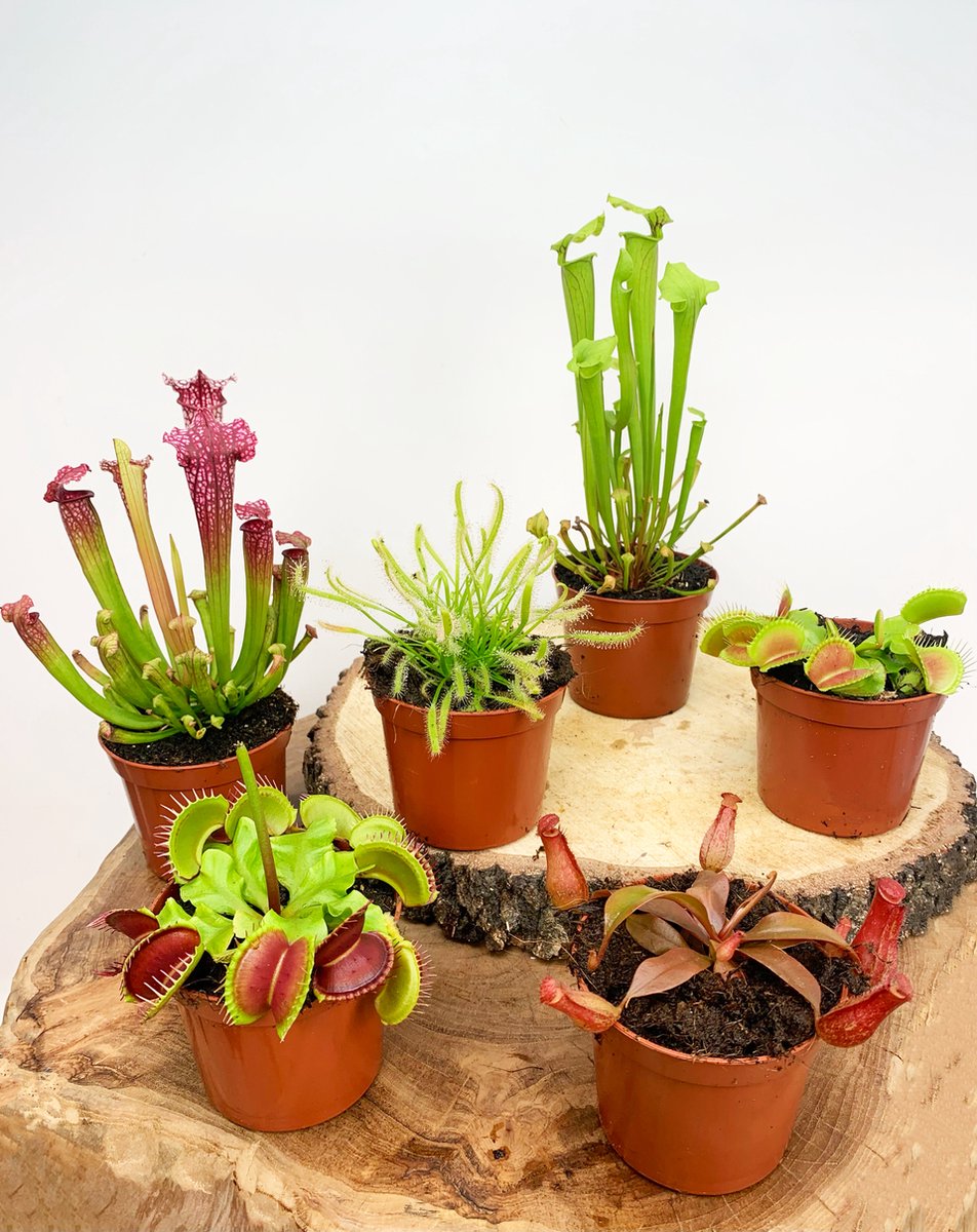 Vleesetende Planten Mix - 6 stuks | Ø 9 cm - Hoogte 10-20 cm | Kleurrijk, Uniek & Speciaal