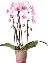 Kolibri Orchids | roze Phalaenopsis orchidee - Niagara Fall - potmaat Ø12cm | bloeiende kamerplant - vers van de kweker