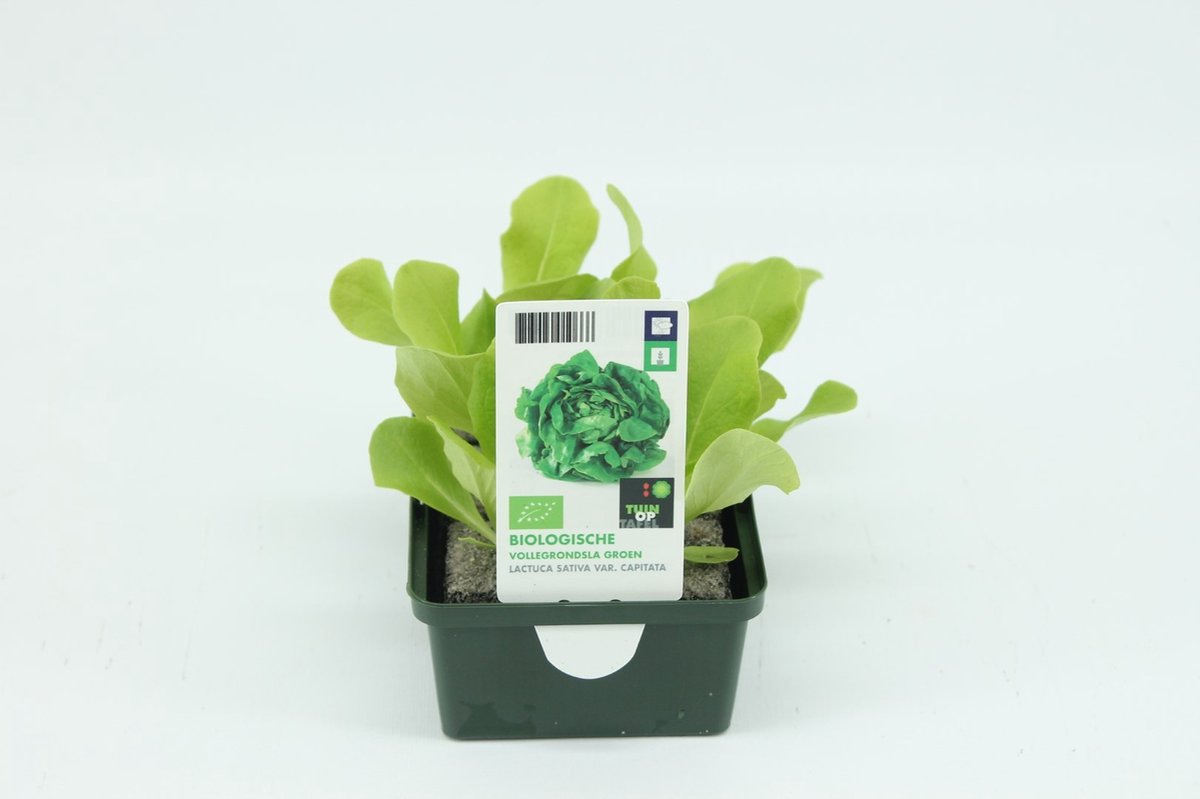 Tuin op tafel - Sla, Vollegrondsla Groen