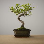 Bonsai of Yugen - Authentieke Bonsai - 5 jaar oud - Inclusief pot & Schaal van Japans keramiek - Soort: Ficus Retusa - The Bonsaïst