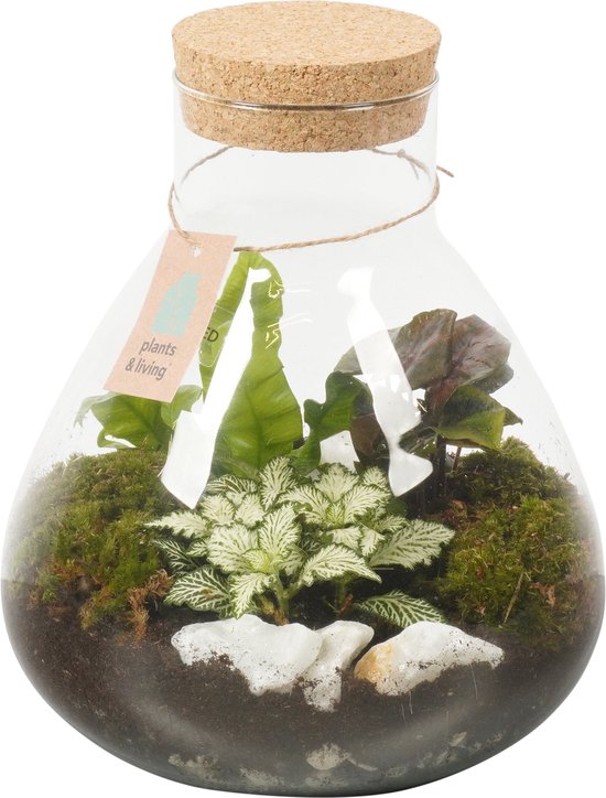 Terrarium Laura