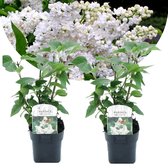 Plant in a Box - Syringa vulgaris 'Mme Lemoine' - Set van 2 sierstruiken - Prachtige witte geurende bloemen - Pot 17cm - Hoogte 25-40cm