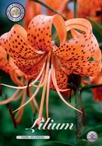 3 x Lilium | Tigrin. Splendens