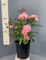 Tip: 5 Stuks Rosa The Fairy - BLOEITOPPER - IJzersterke heesterroos - Roze - Roos - Rozen - Heester - Vaderdag - Moederdag - Verjaardag - Bruiloft - Tuin