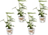 4x Kamerplant Monstera Deliciosa Tauerii – Gatenplant - ± 35cm hoog – 12 cm diameter  - in gootsteenemmer