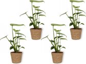 4x Kamerplant Monstera Deliciosa Tauerii – Gatenplant - ± 35cm hoog – 12 cm diameter  - in bruine mand