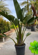 Strelitzia Augusta 180 cm hoog ...de populairste plant van dit moment. Gratis persoonlijke bezorging om beschadiging te voorkomen en met verzorgingsinstructies. bezorging