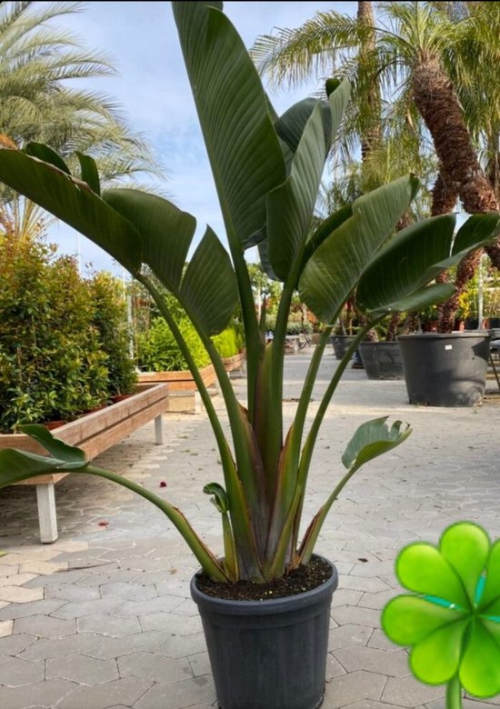 Strelitzia Augusta 180 cm hoogde populairste plant van dit moment. Gratis...