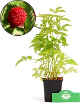 Rubus illecebrosus, fraise framboise, zem berry, pot cultivé pour jardin, potager, terrasse ou balcon.
