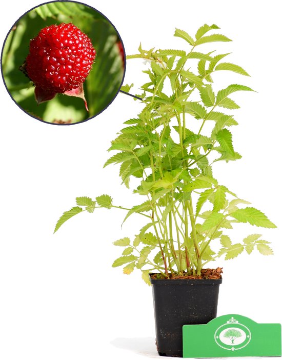 Rubus illecebrosus - Unieke Aardbei-framboos - 3x stuks - 9cm pot