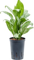 Aglaonema christina S hydrocultuur plant