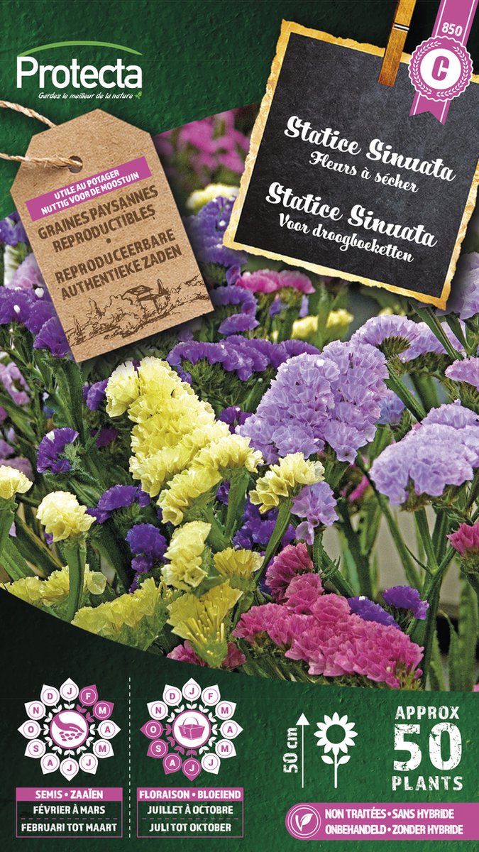 Protecta Bloemen zaden: Statice Sinuata Gemengd