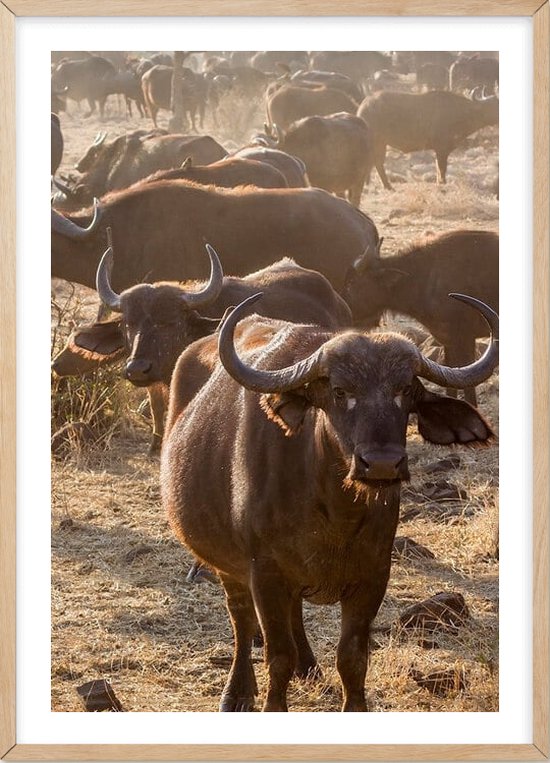 Poster Met Eiken Lijst - Afrikaanse Buffel Poster