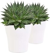 FloriaFor - Duo Aloe Zambezi In Anna- Keramiek Wit - - ↨ 15cm - ⌀ 12cm