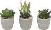 Blumtal Set van 3 Kunstplanten - Nep Vetplanten - Met grijze pot - ca. 8 / 8 / 14 x 5,5 cm - Groen