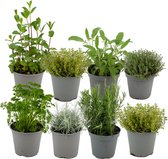 ZynesFlora - Italiaanse Kruidenplanten - 8 Stuks - Ø 12 cm - Hoogte: 12-15 cm - Buitenplant - Kamerplant - Tuinkruiden