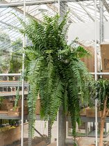 Plantenwinkel Krulvaren Nephrolepis Biserrata Macho L 110 cm hangplant