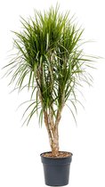 Kamerplant van Botanicly – Drakenboom – Hoogte: 135 cm – Dracaena Marginata