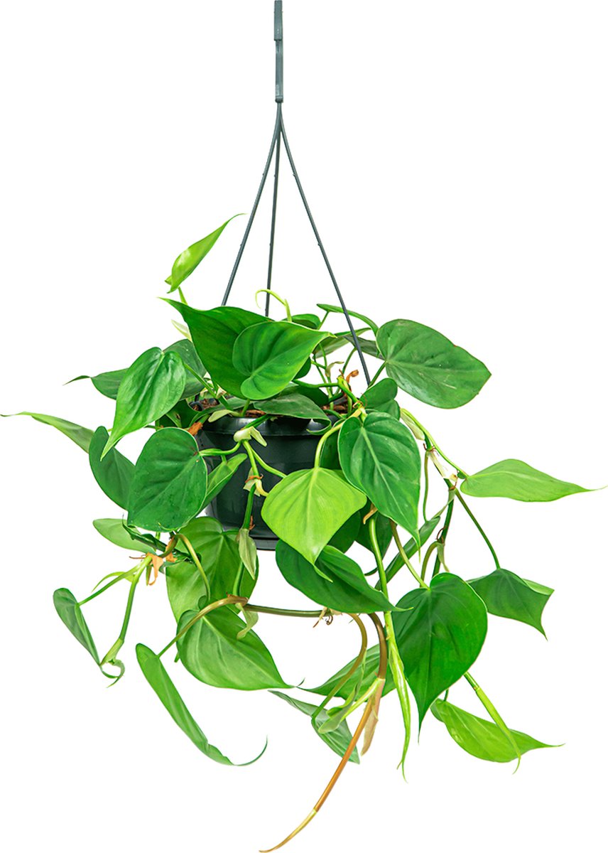 Philodendron scandens