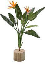 Strelitzia Bush