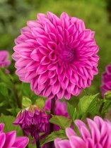 12x Dahlia 'Lucky number' - BULBi® bloembollen en planten met bloeigarantie