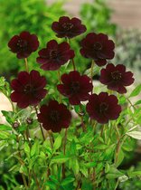 10x Bijgoed 'Cosmos atrosanguineus'  - BULBi® bloembollen en planten met bloeigarantie