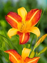 30x Daglelies 'Hemerocallis frans hals'  - BULBi® bloembollen en planten met bloeigarantie