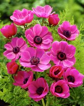250x Anemone 'Sylphide de caen'  - BULBi® bloembollen en planten met bloeigarantie